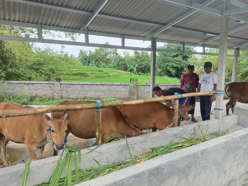 Kegiatan Ketahanan Pangan budidaya Hidroponik dan Pemeliharaan Sapi